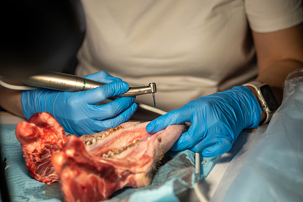 Направленная костная регенерация2.jpg